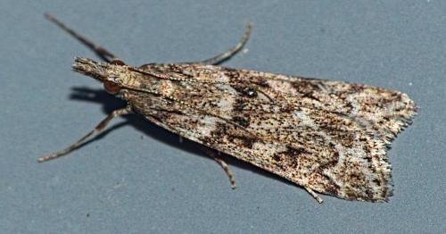 Réf. 350 680 : Eudonia angustea